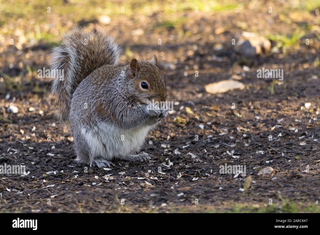 Grey squirrel Sciurus carolinensis White underside grey upper red brown tinges on face back and tail. Large bushy tail arched backwards. Stock Photo