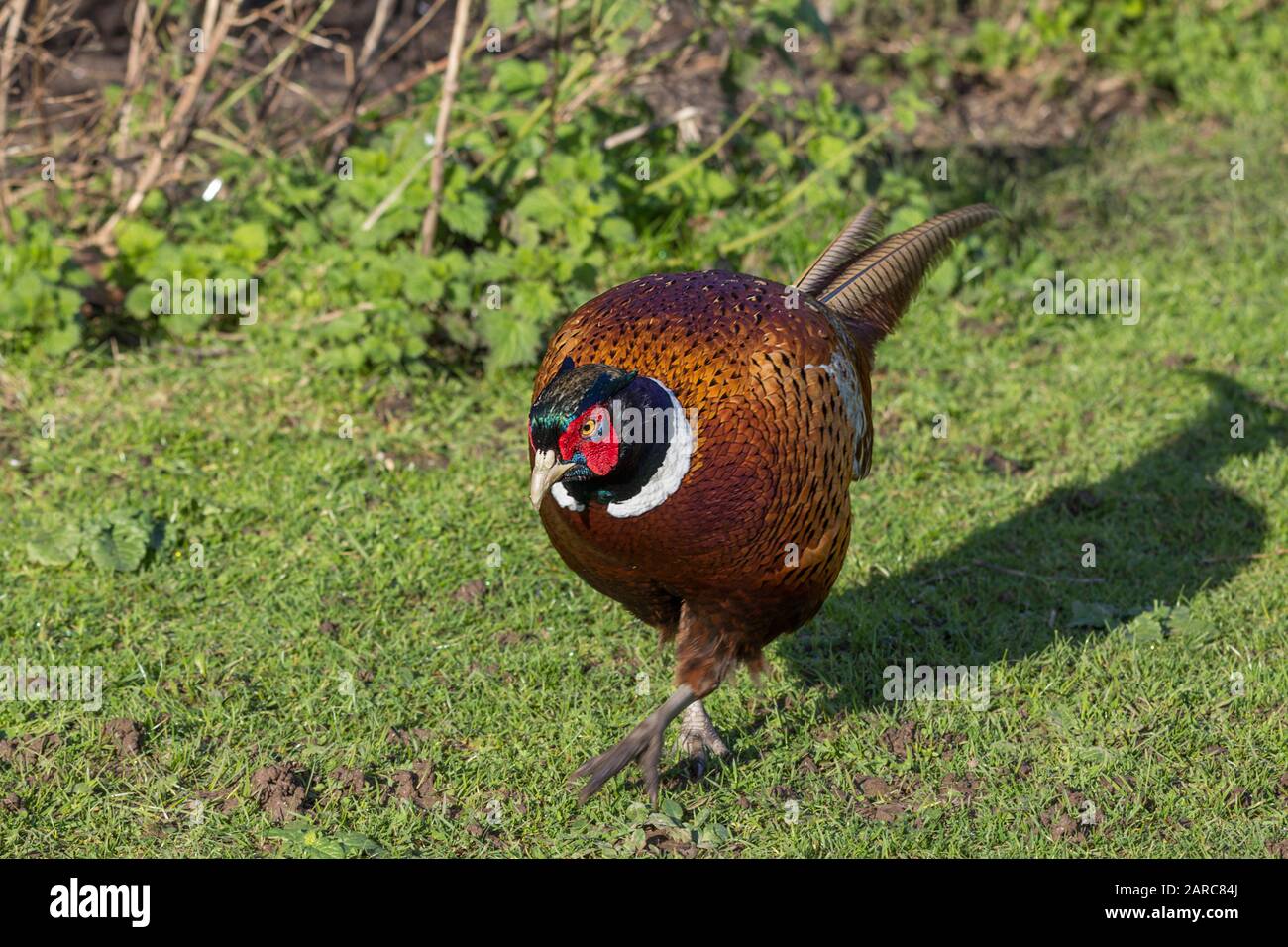 Pheasant Phasianus colchicus large colouful colorful game bird male winter plumage red wattle blue green sheen on head orange brown body white collar Stock Photo