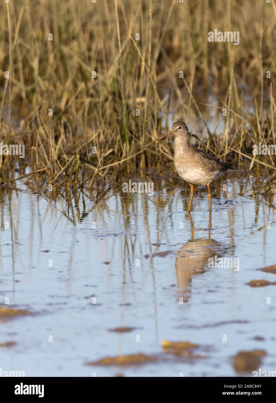 Redshank Tringa totanus wader with long red based black bill and long red legs and feet. Grey brown plumage above pale below with streaks and barring Stock Photo