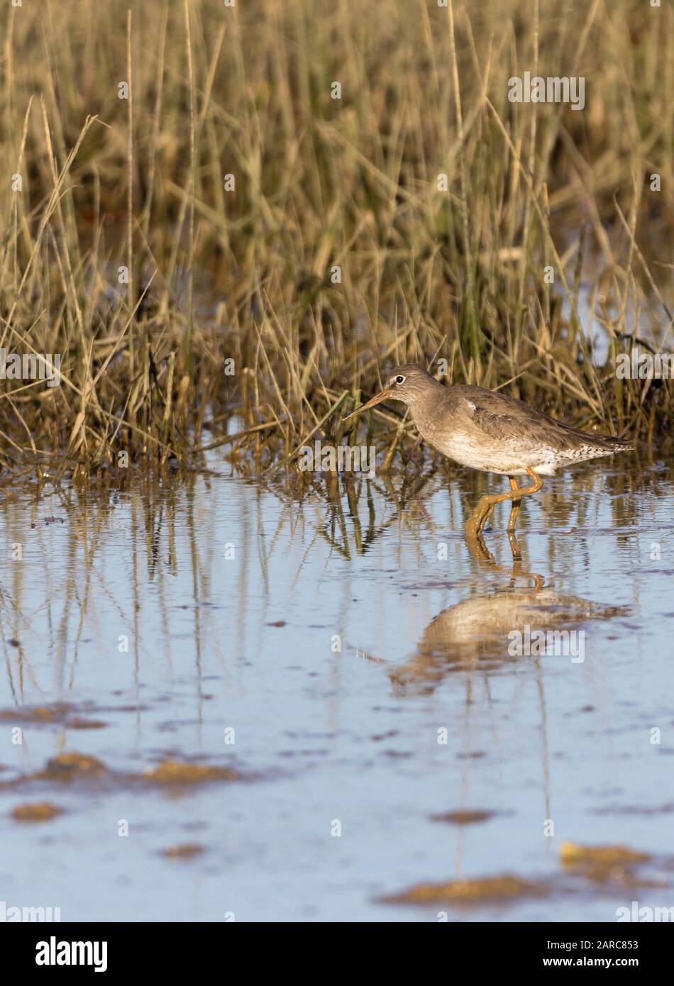 Redshank Tringa totanus wader with long red based black bill and long red legs and feet. Grey brown plumage above pale below with streaks and barring Stock Photo