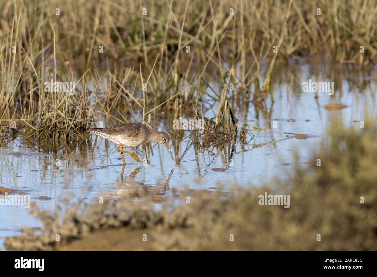 Redshank Tringa totanus wader with long red based black bill and long red legs and feet. Grey brown plumage above pale below with streaks and barring Stock Photo