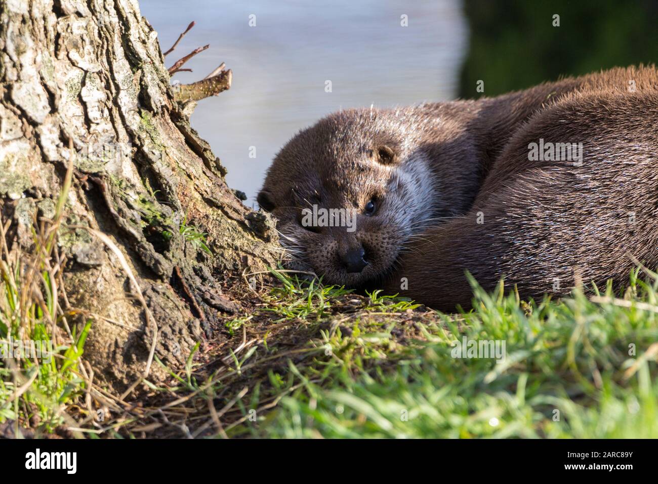 Otter Lutra lutra aquatic mammal dog like face small ears long white whiskers long body and strong thick tapered tail. Has short legs and webbed feet Stock Photo