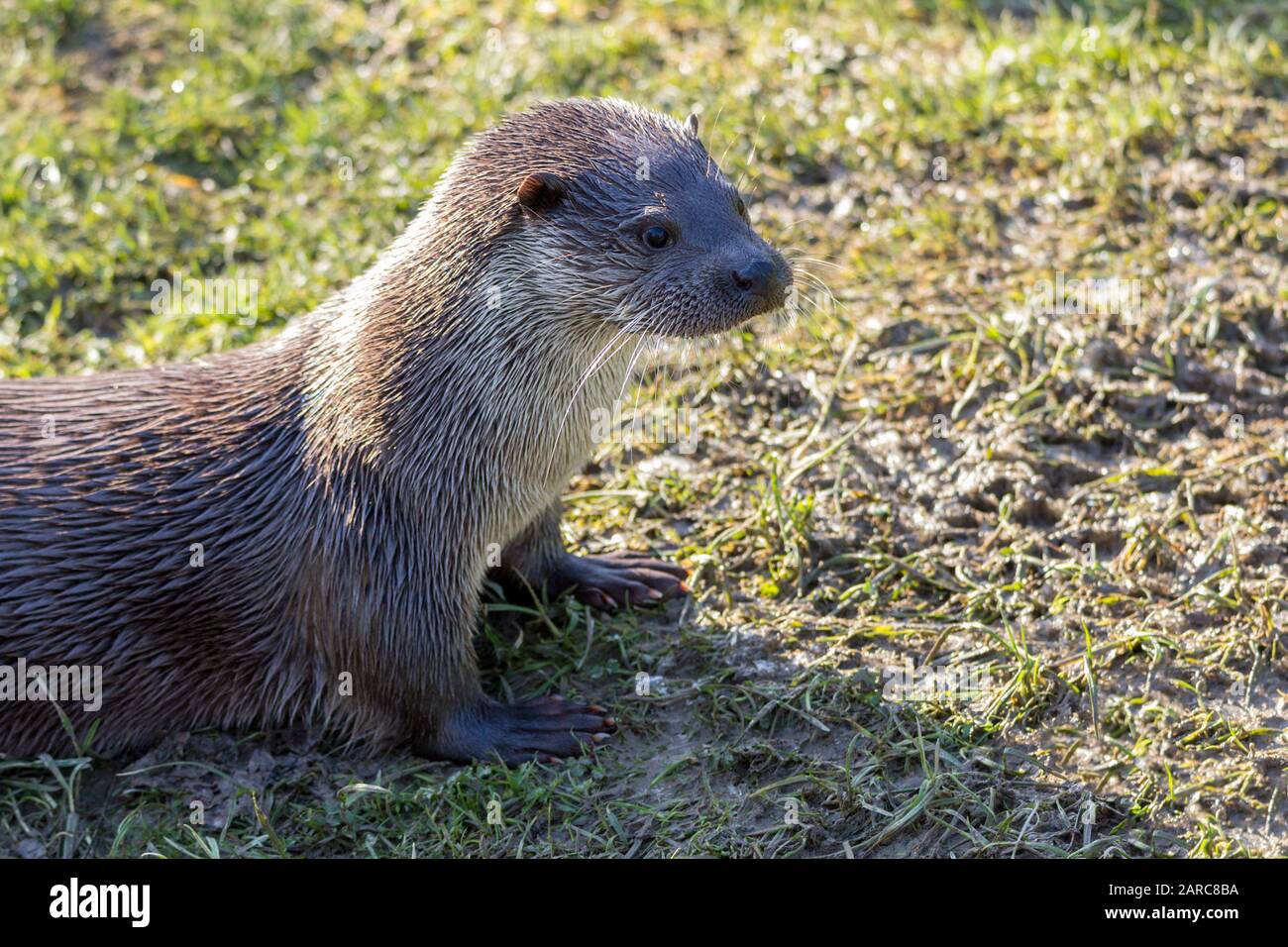 Otter Lutra lutra aquatic mammal dog like face small ears long white whiskers long body and strong thick tapered tail. Has short legs and webbed feet Stock Photo