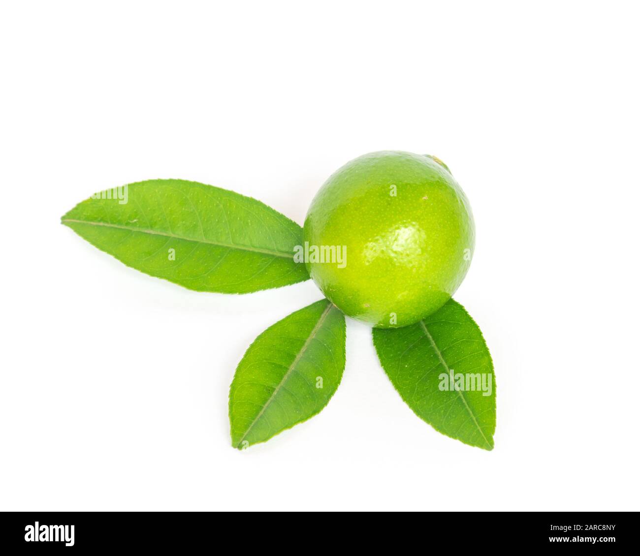 Studio shot single Asian green lime with leaves isolated on white Stock ...