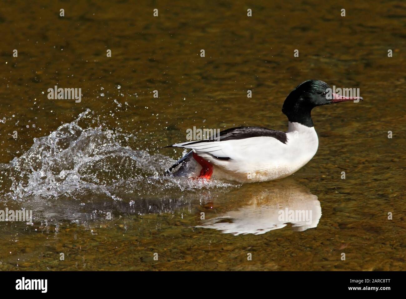 Running merganser hires stock photography and images Alamy