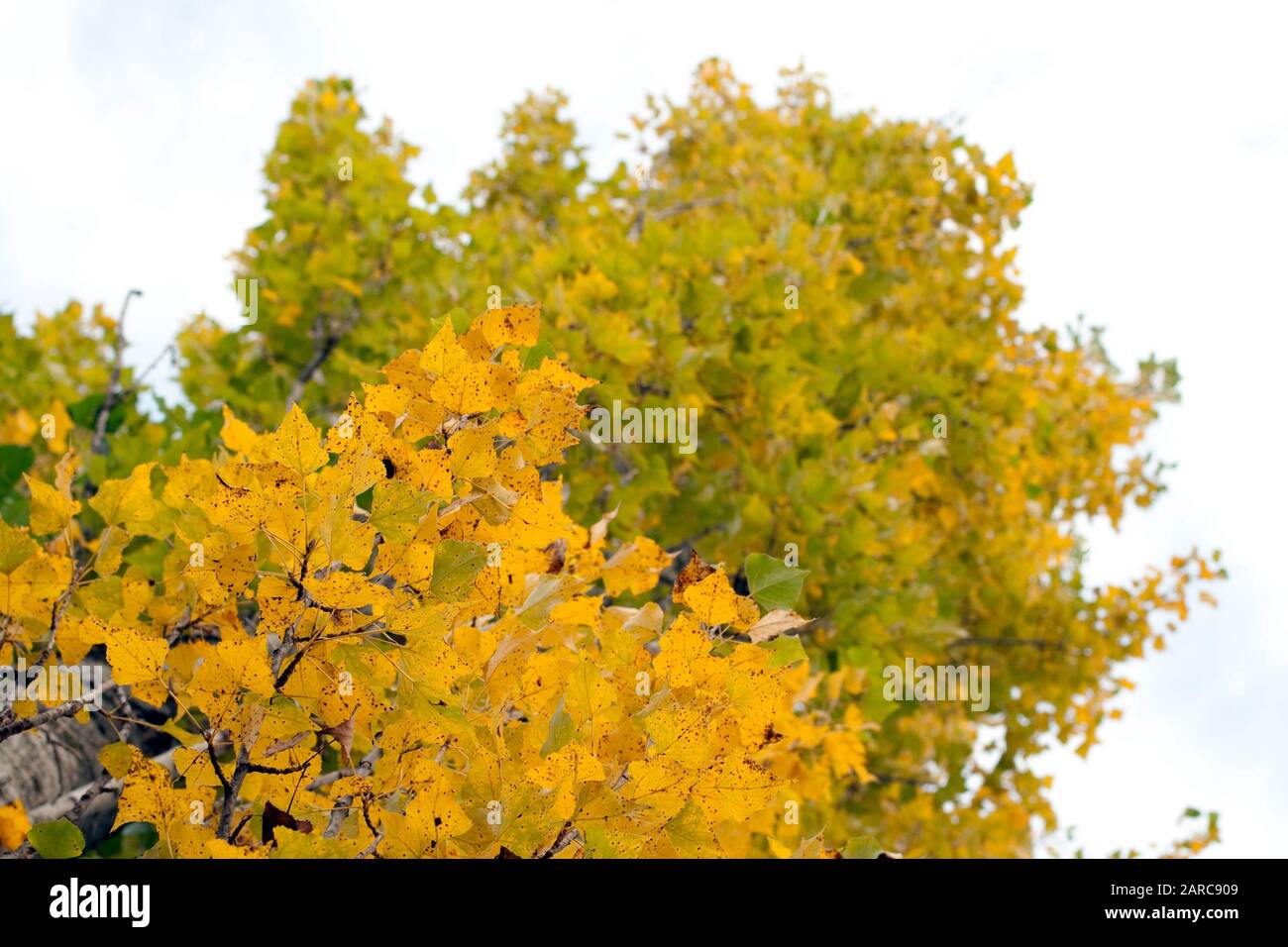 Yellow leaves on a tree branch Stock Photo - Alamy