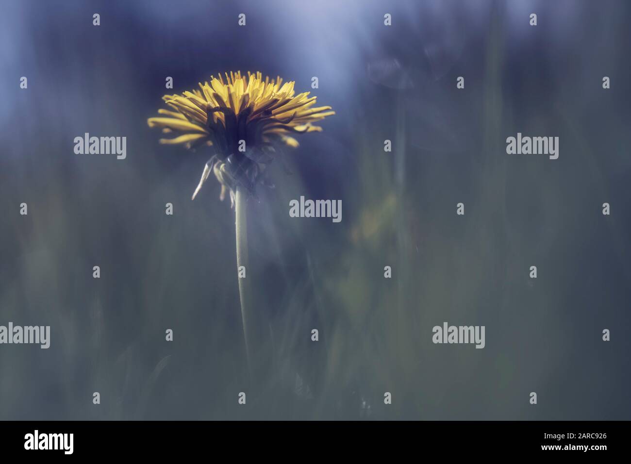 A soft dreamy dandelion flower in the grass Stock Photo