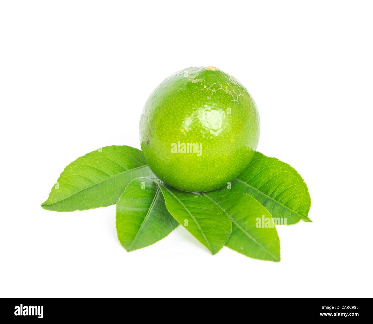Studio shot single Asian green lime with leaves isolated on white Stock ...