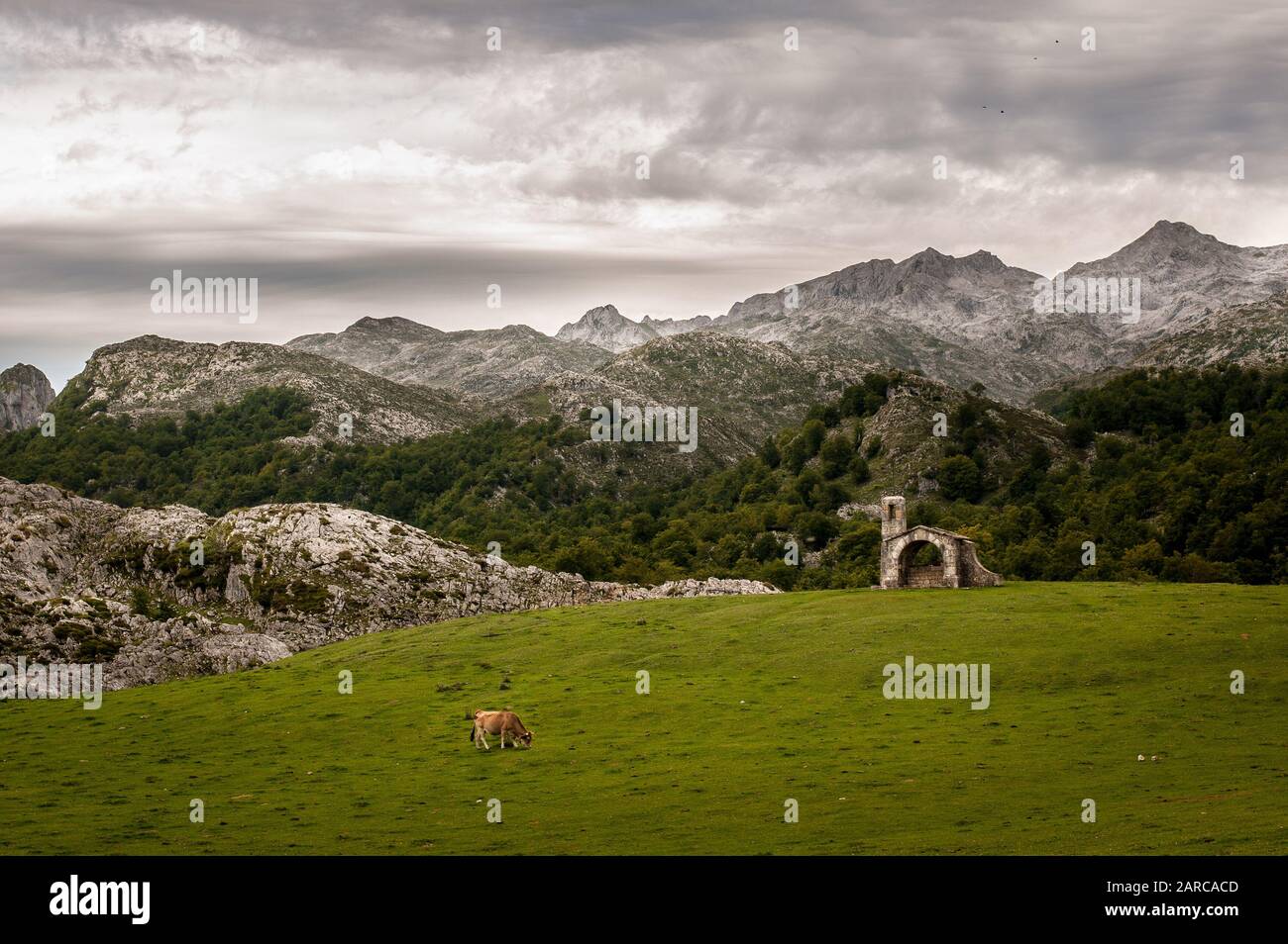 Mountain view to a green lawn with grazing cows and ancient church made ...