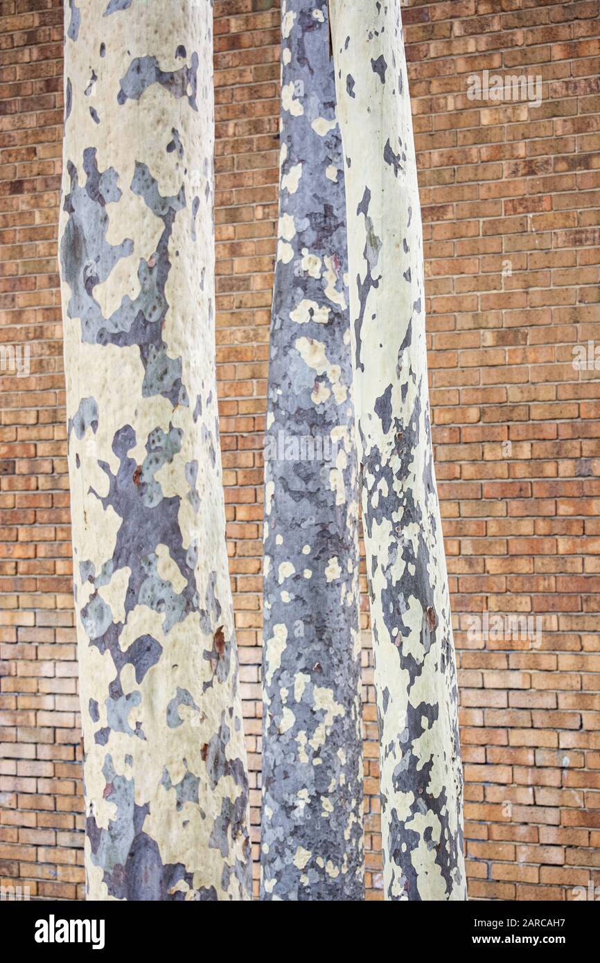 Vertical shot of tree logs with a brick wall in the background Stock Photo