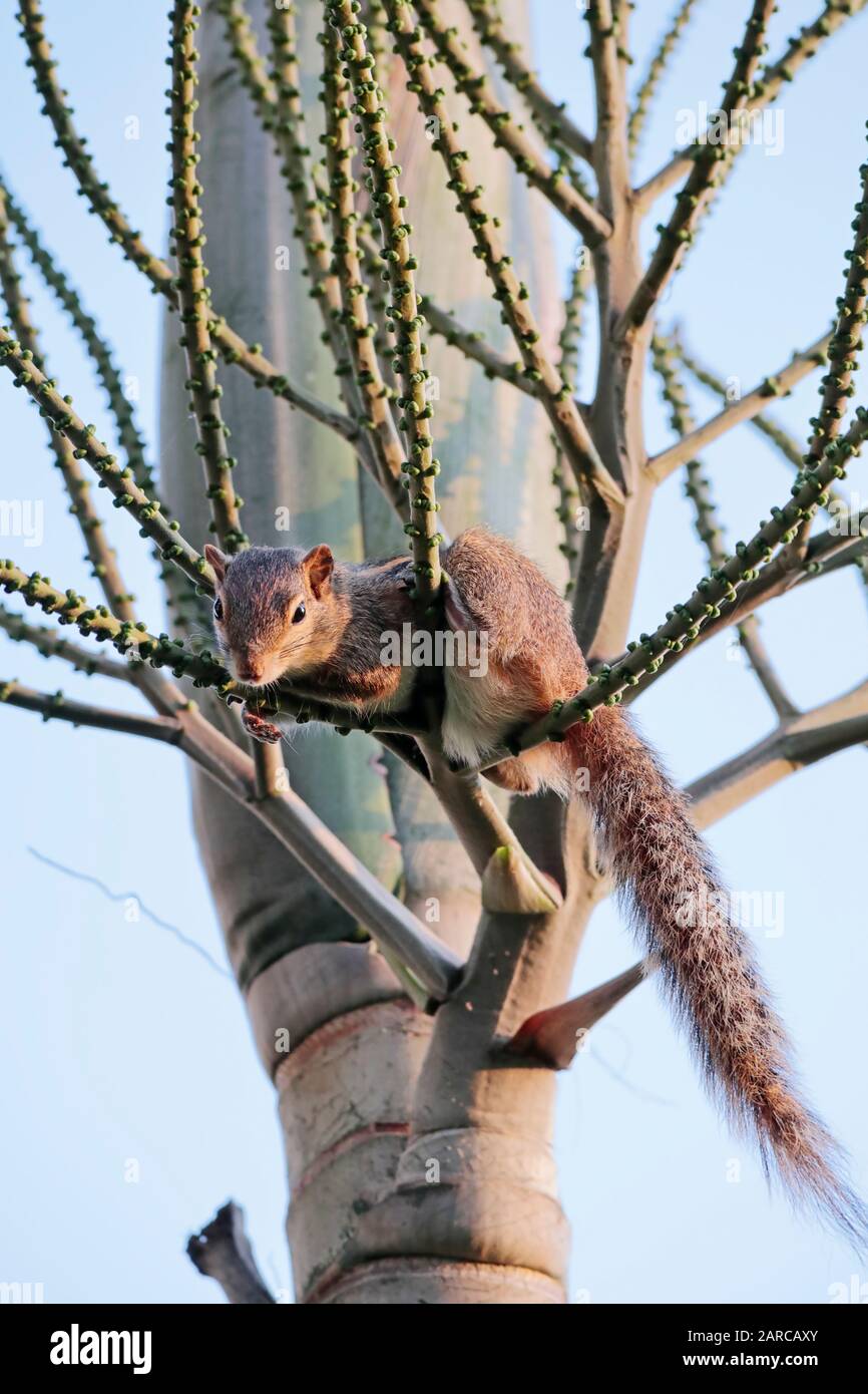 Indian Palm squirrel - Funambulus palmarun Stock Photo