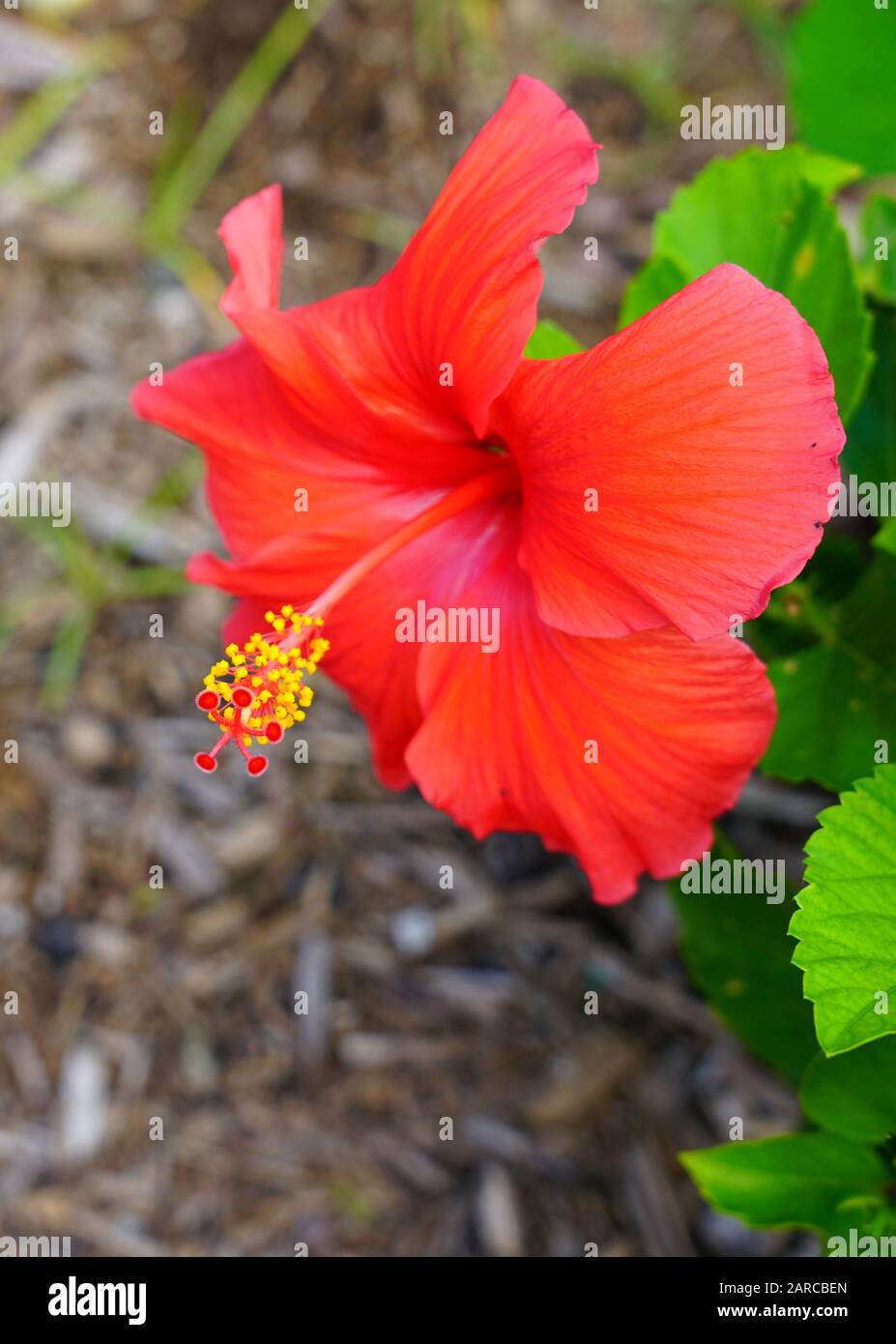 Red hibiscus flower in bloom Stock Photo - Alamy