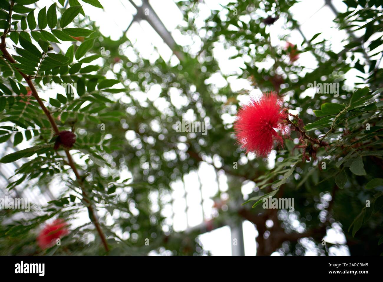Powderpuff tree pink hi-res stock photography and images - Alamy
