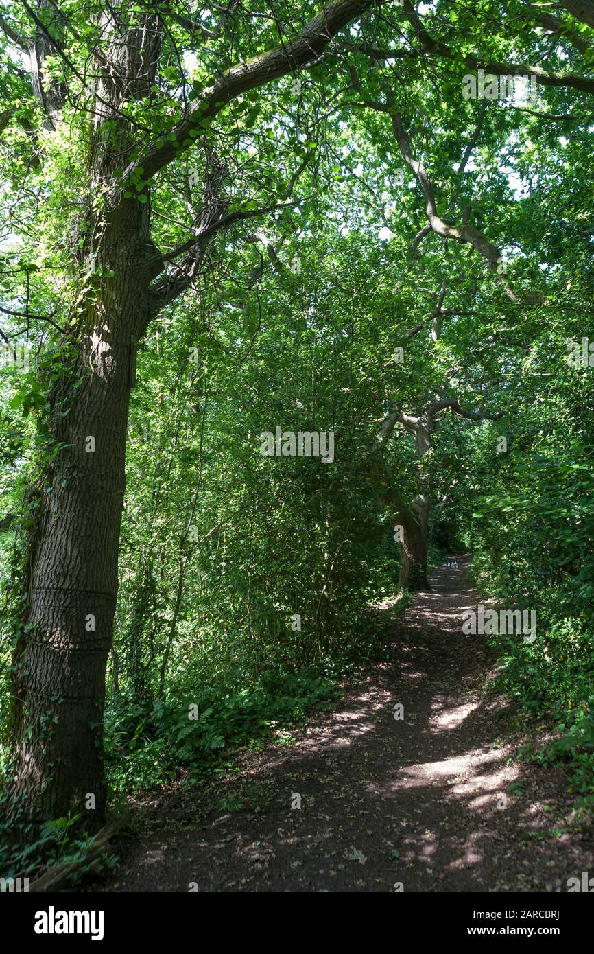 Carter's Copse, Alver Valley Country Park, Gosport, Hampshire, UK: a green oasis in the heart of Gosport offers a sanctuary of peace and quiet Stock Photo