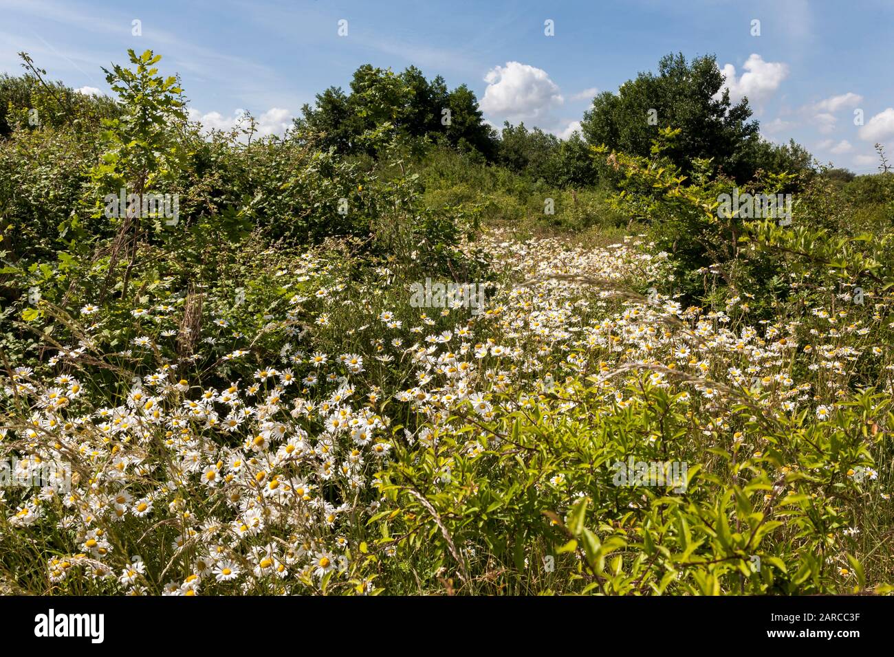 Oxeye daisies (Leucanthemum vulgare) growing on grassland in Alver Valley Country Park, Gosport, Hampshire, UK: an important nature conservation area Stock Photo