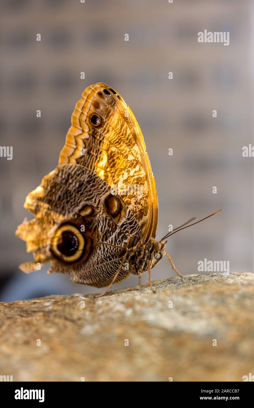 Vertical closeup shot of a beautiful butterfly on a rock with a blurred background Stock Photo