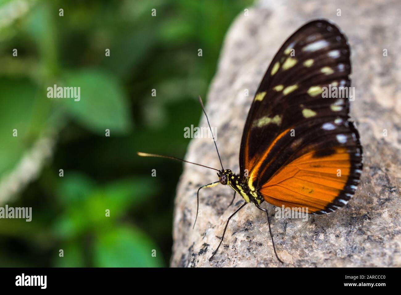 Vertical closeup shot of a beautiful butterfly on a rock with a blurred background Stock Photo