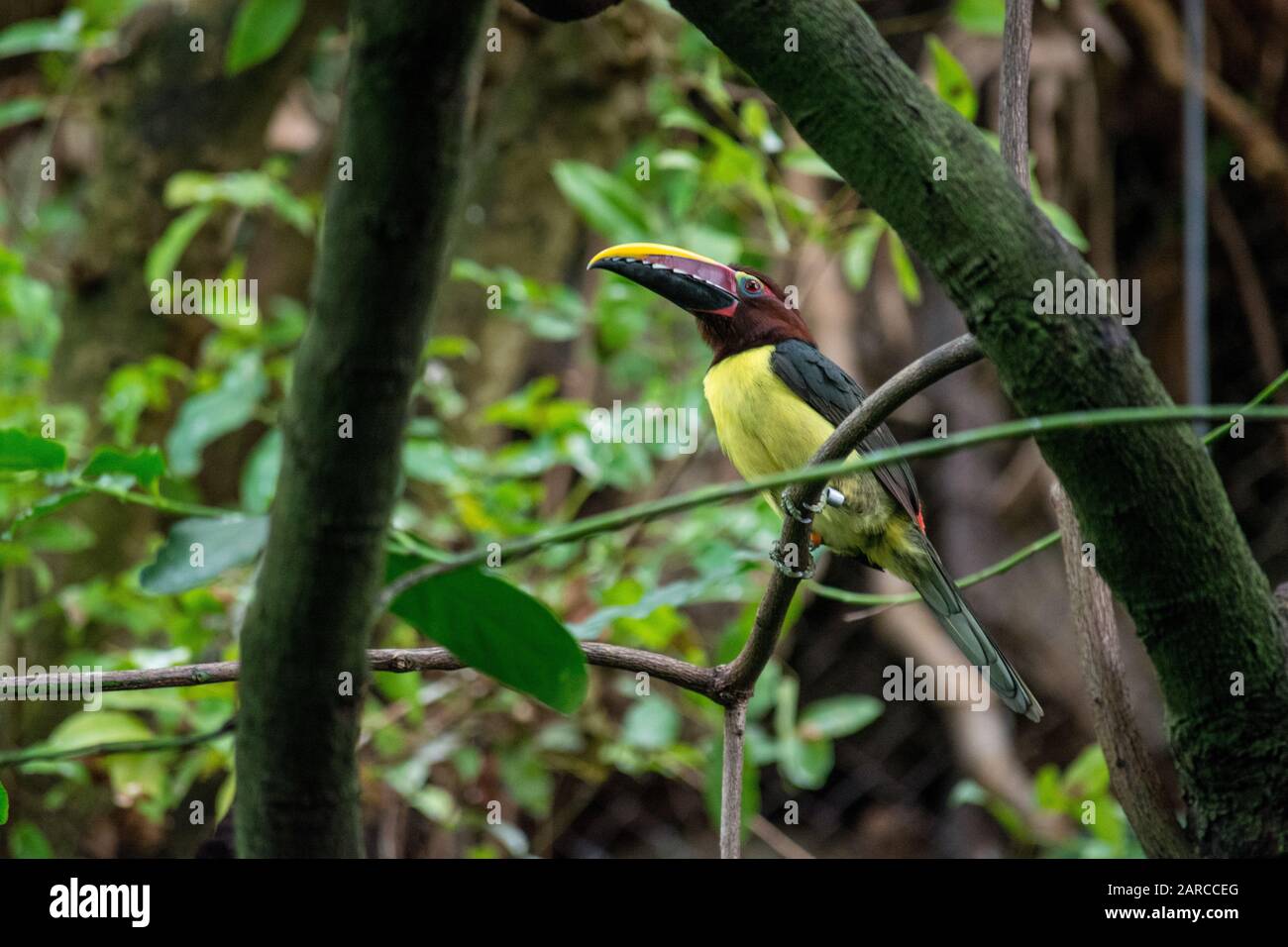 Cute hornbill bird perched on a tree branch with a blurred background Stock Photo
