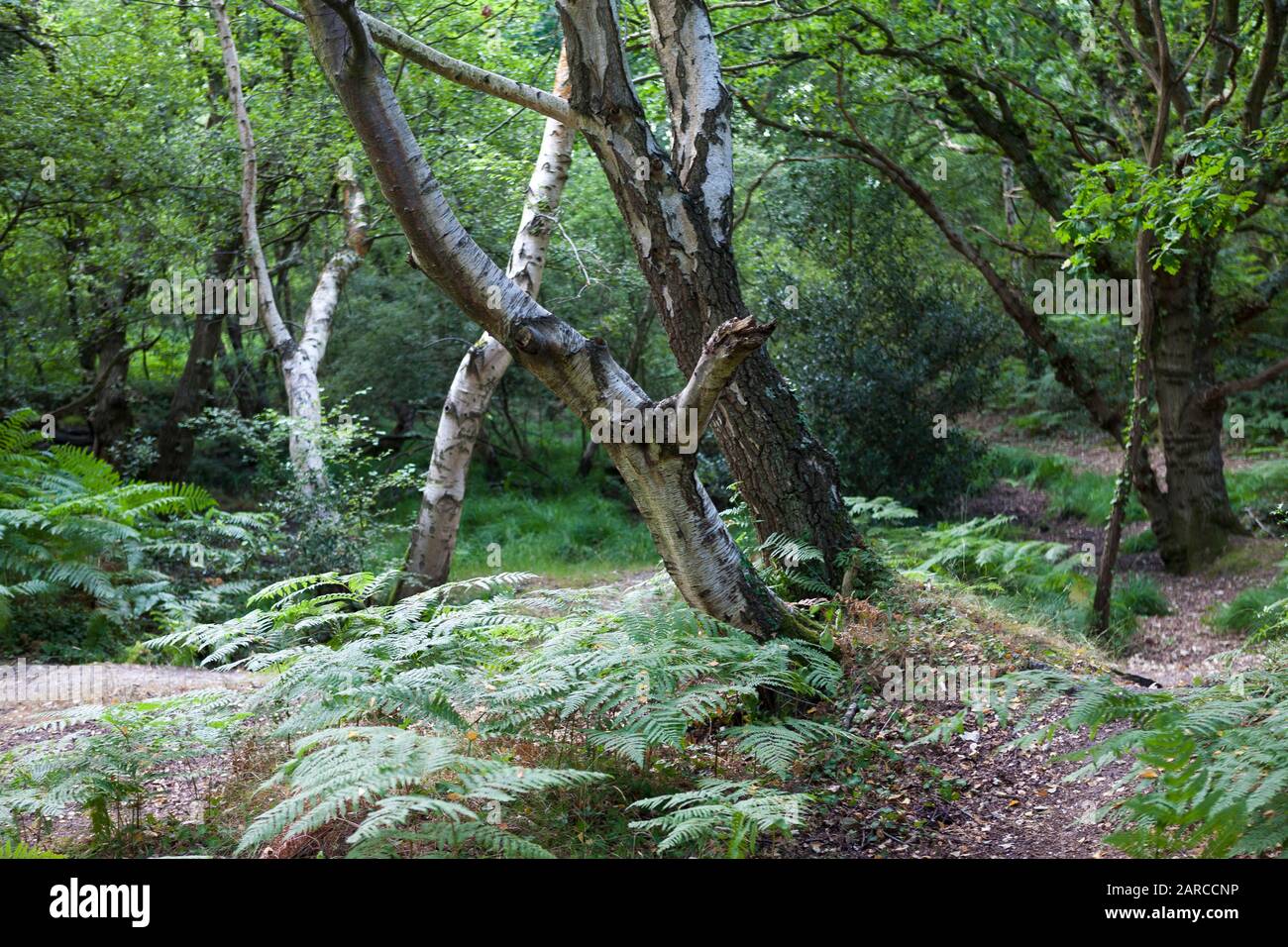 Deciduous woodland in Alver Valley Country Park, Gosport, Hampshire, England, UK: a green oasis in the heart of Gosport offers a sanctuary of peace Stock Photo
