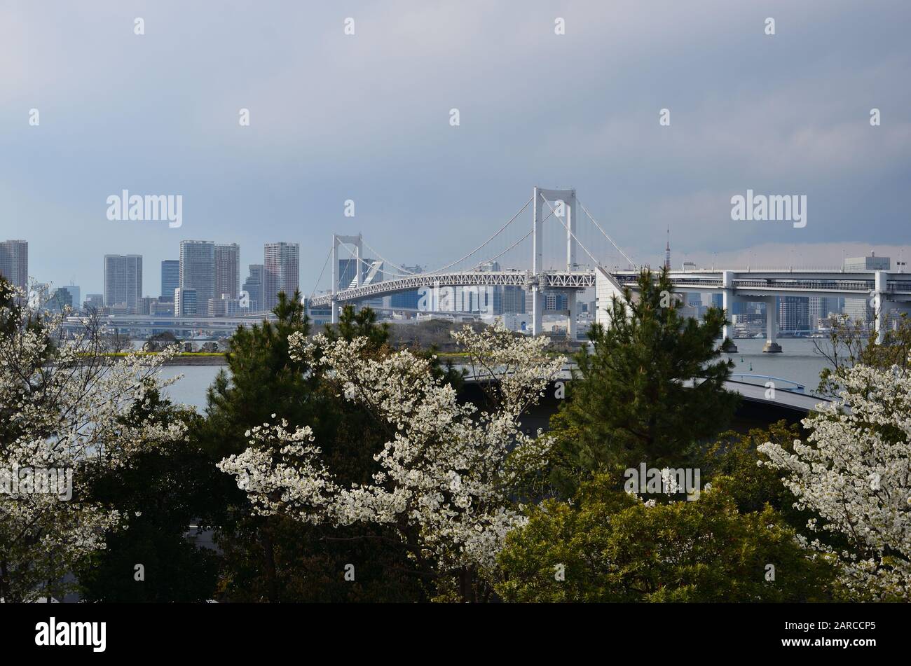 Sea of clouds cherry blossoms hi-res stock photography and images - Alamy
