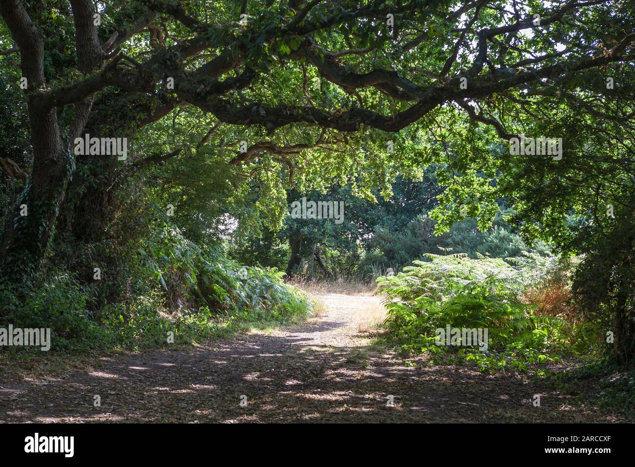 Deciduous woodland in Alver Valley Country Park, Gosport, Hampshire, England, UK: a green oasis in the heart of Gosport offers a sanctuary of peace Stock Photo