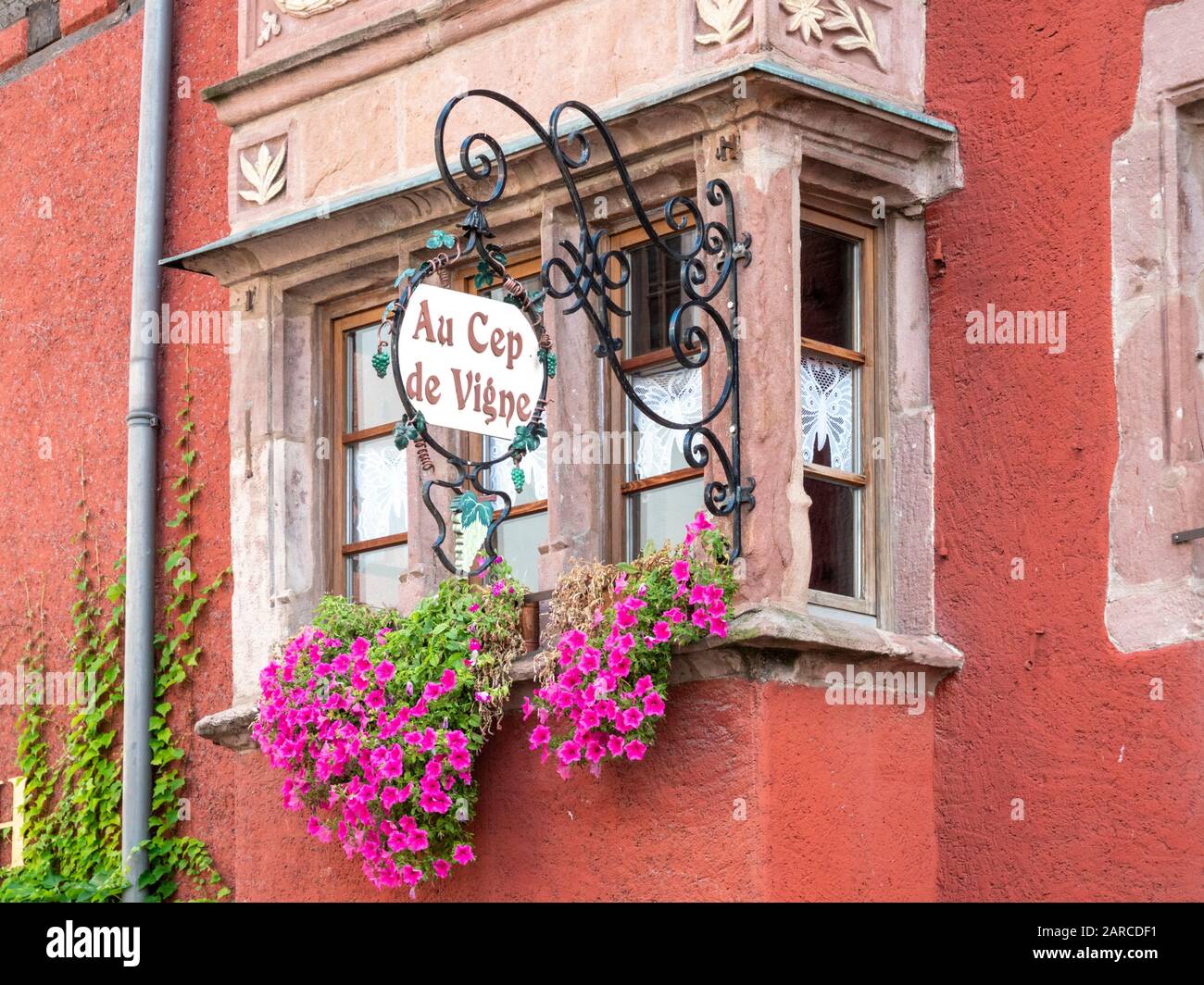 Pied De Vigne En 3 Lettres Cep de vigne hi-res stock photography and images - Alamy