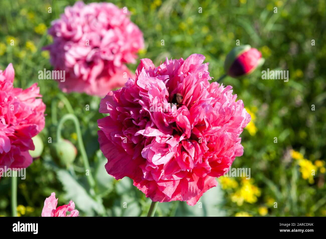 Giant pink double poppies growing wild in Stokes Bay, Gosport, Hampshire, UK Stock Photo