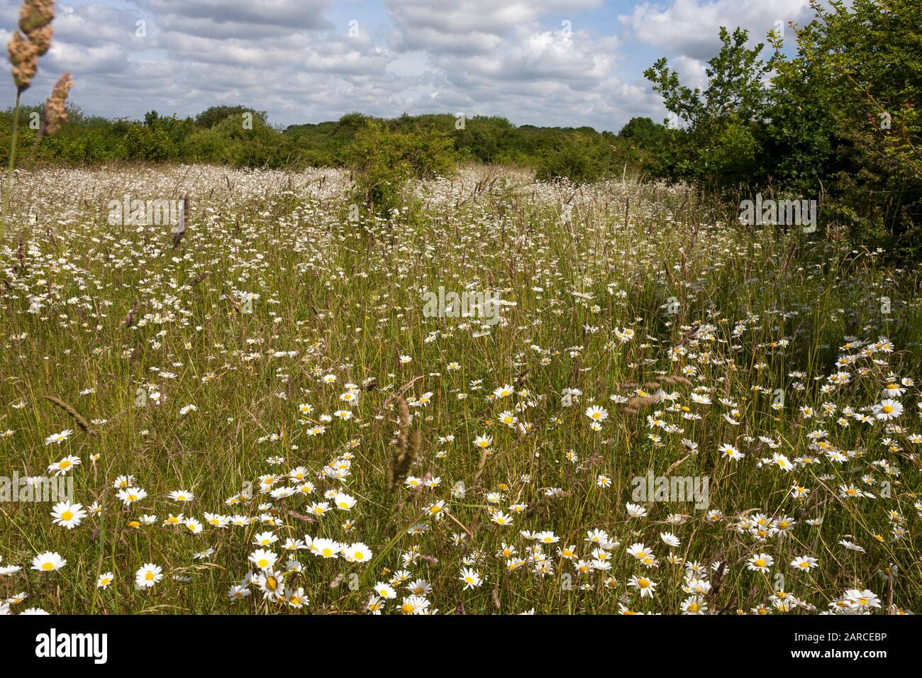 Oxeye daisies (Leucanthemum vulgare) growing on grassland in Alver Valley Country Park, Gosport, Hampshire, UK: an important nature conservation area Stock Photo