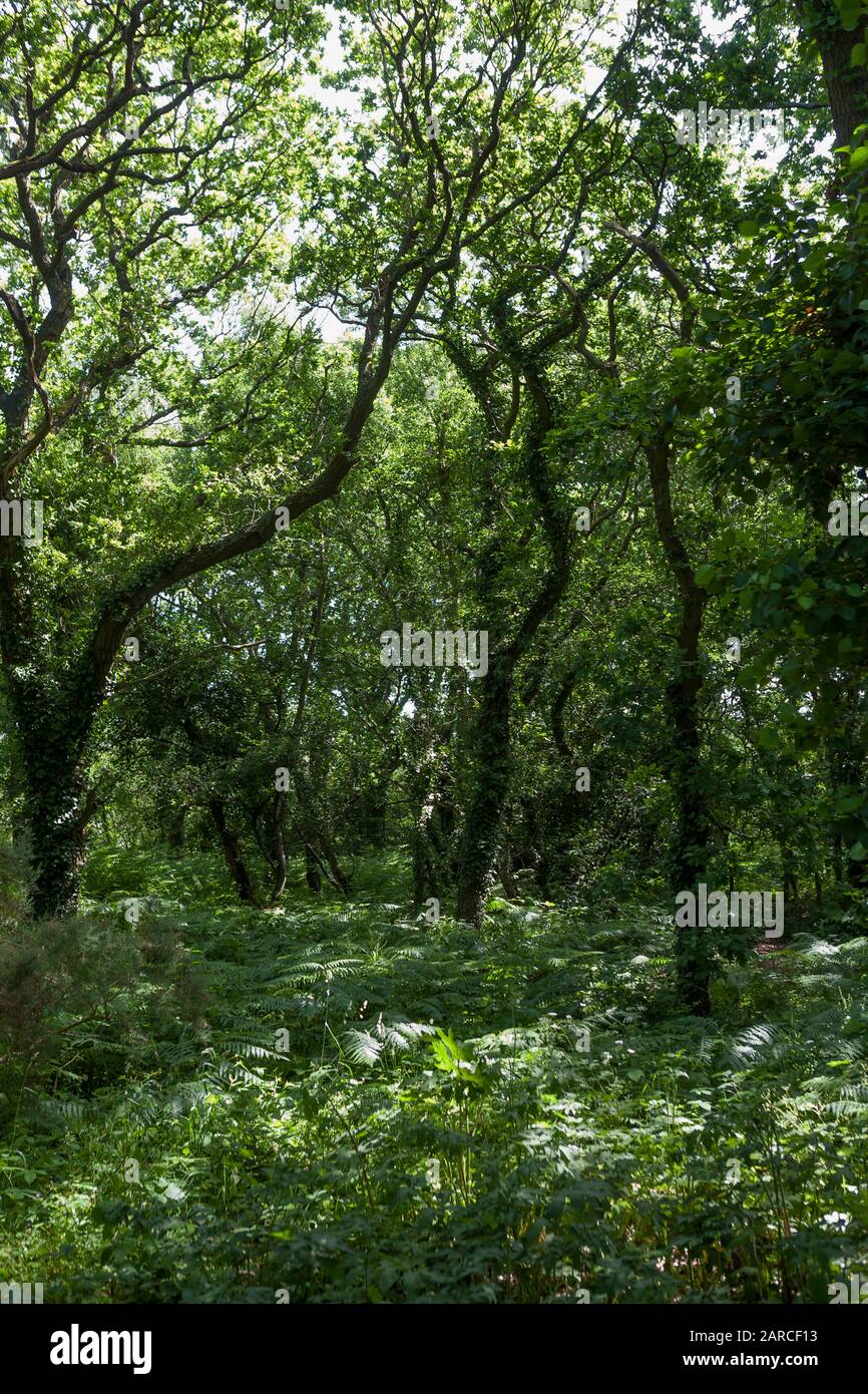 Woodland in Alver Valley Country Park, Gosport, Hampshire, England, UK: a green oasis in the heart of Gosport offers a sanctuary of peace and quiet Stock Photo