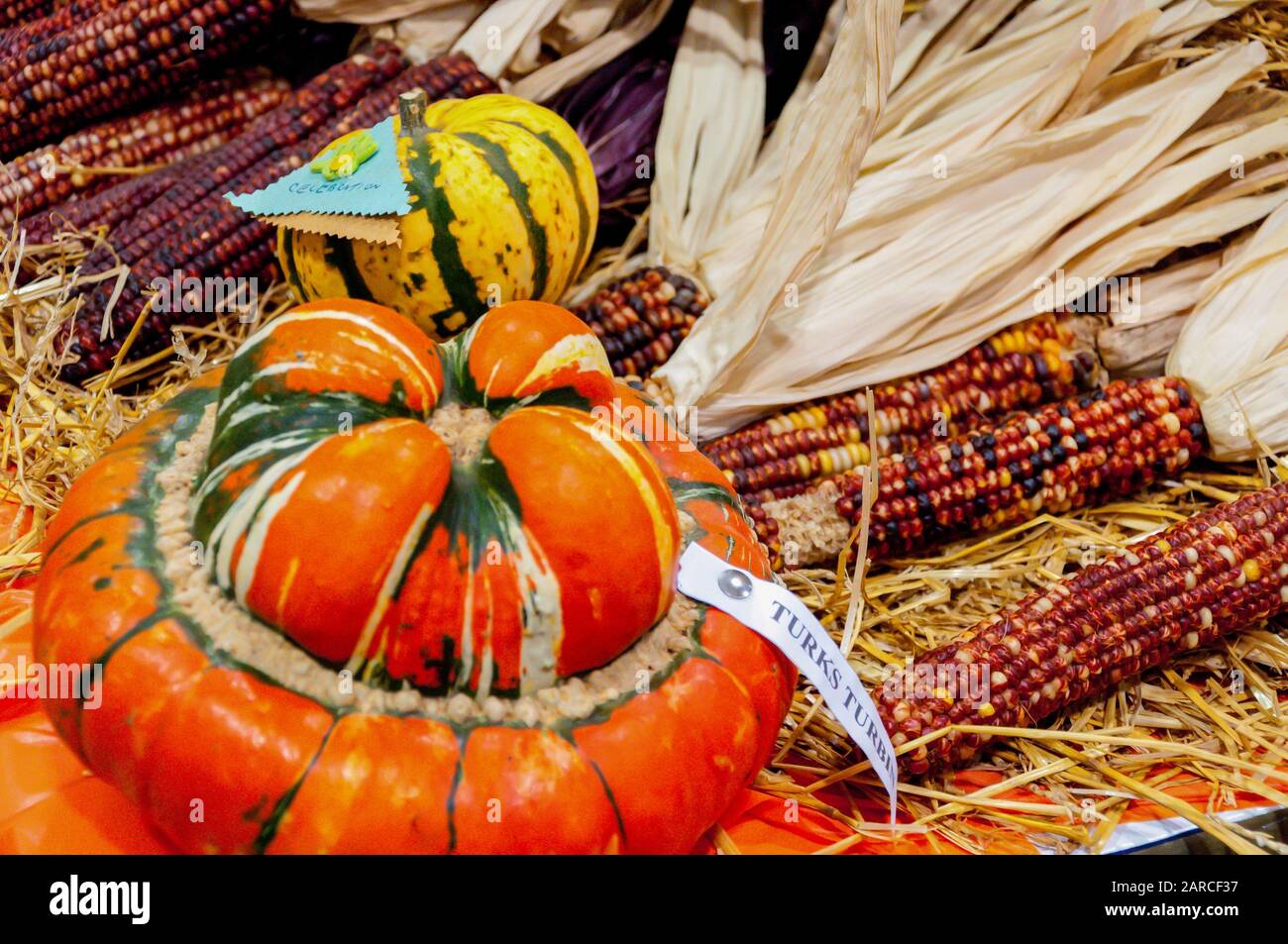 Pumpkins and corn of different shapes, colors and sizes next to each