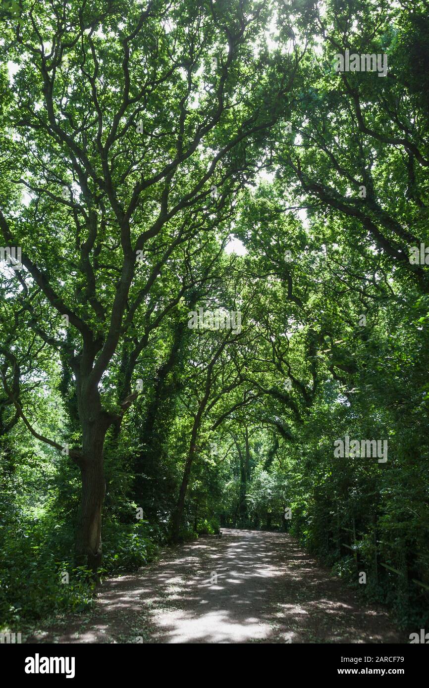 Alver Valley Country Park, Gosport, Hampshire, England, UK: a woodland walk in a green oasis in the heart of Gosport Stock Photo