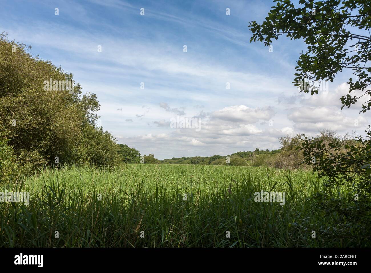 Part of the reedbed in Alver Valley Country Park, Gosport, Hampshire, England, UK: one of the largest remaining reedbeds in England. Stock Photo