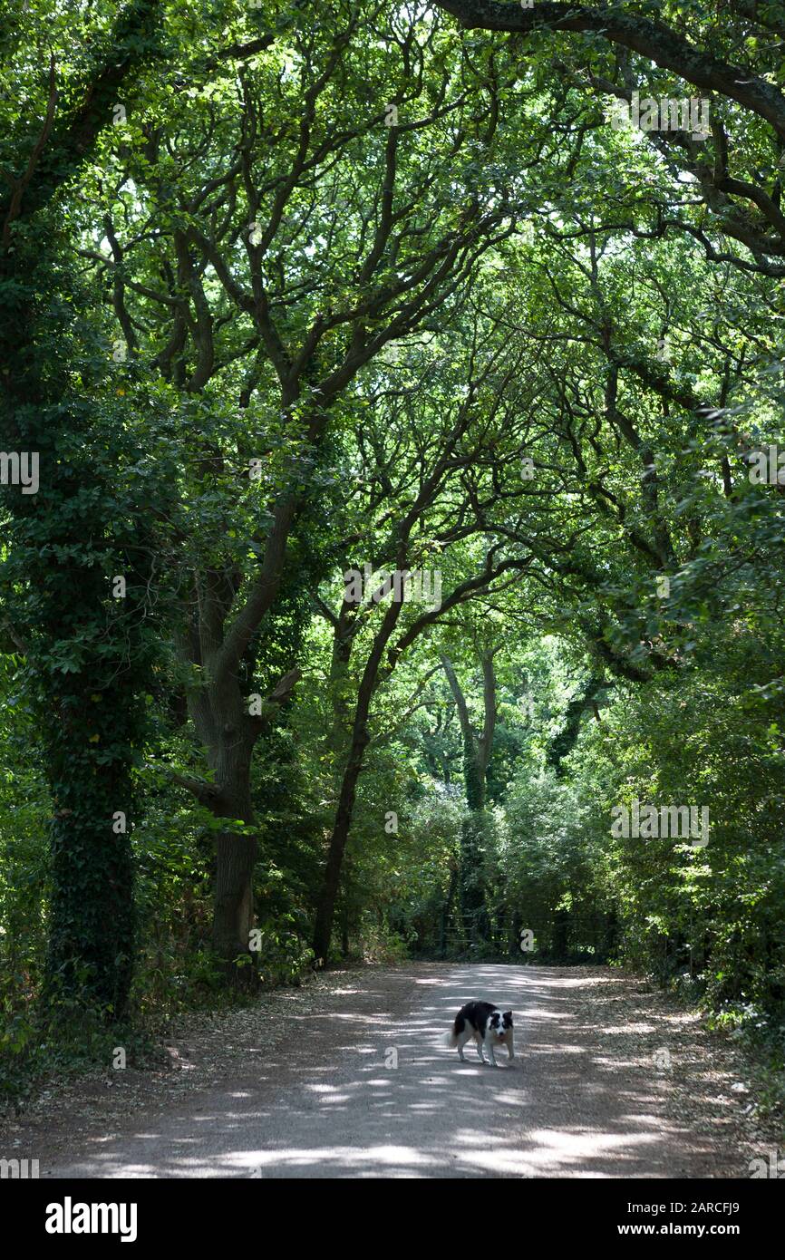 A border collie in woodland walk in Alver Valley Country Park, Gosport, Hampshire, England, UK: a green oasis in the heart of Gosport Stock Photo
