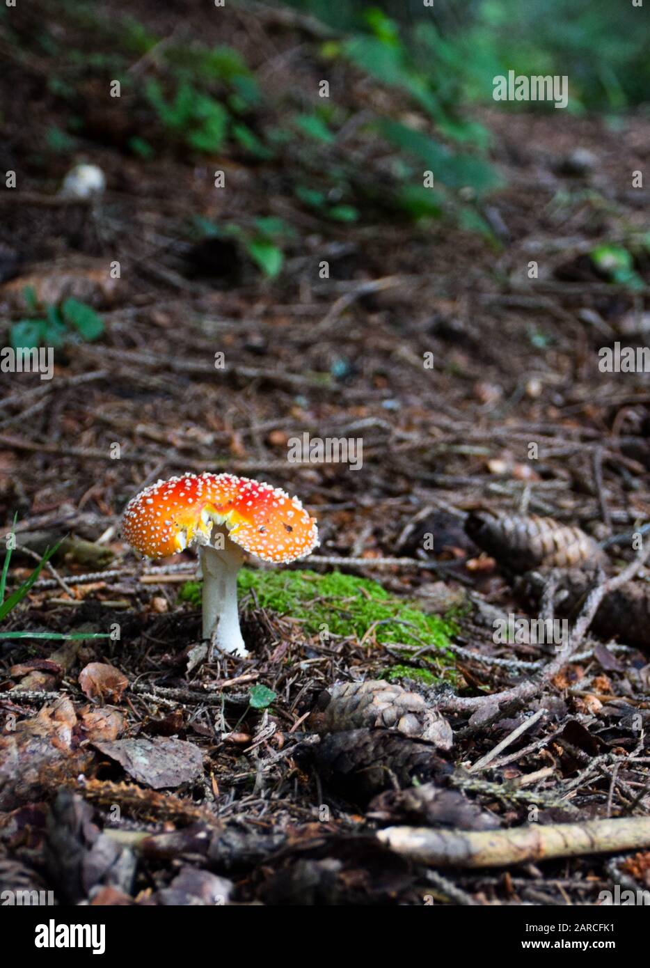 Toadstool, close up of a poisonous mushroom in the forest - An autumn ...