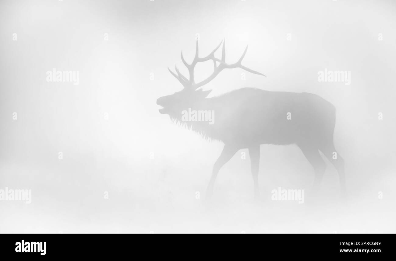 Elk Black and White Stock Photos & Images - Alamy