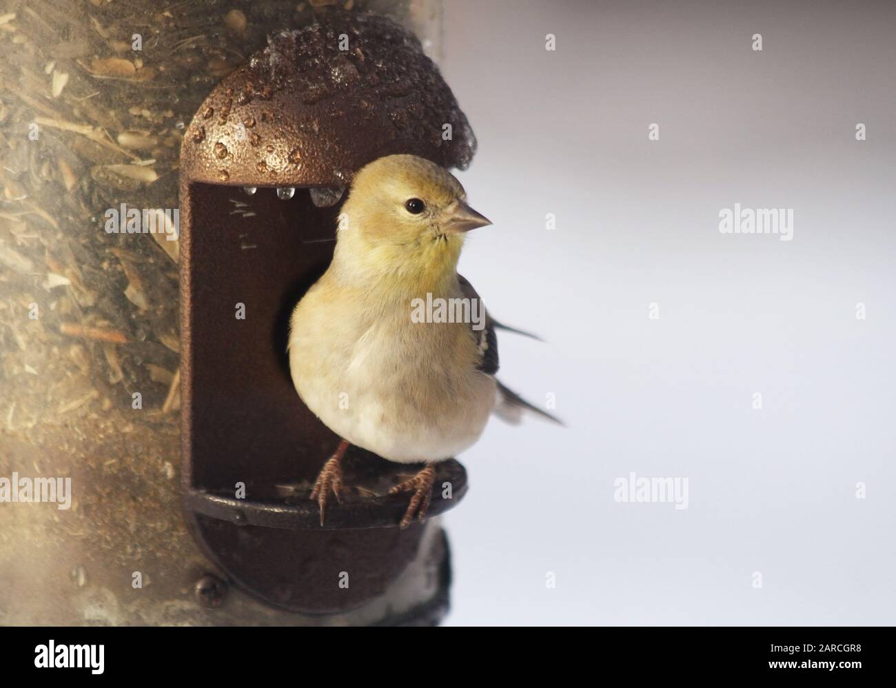 One tiny Yellow Finch perched on a seed filled metal bird feeder Stock Photo