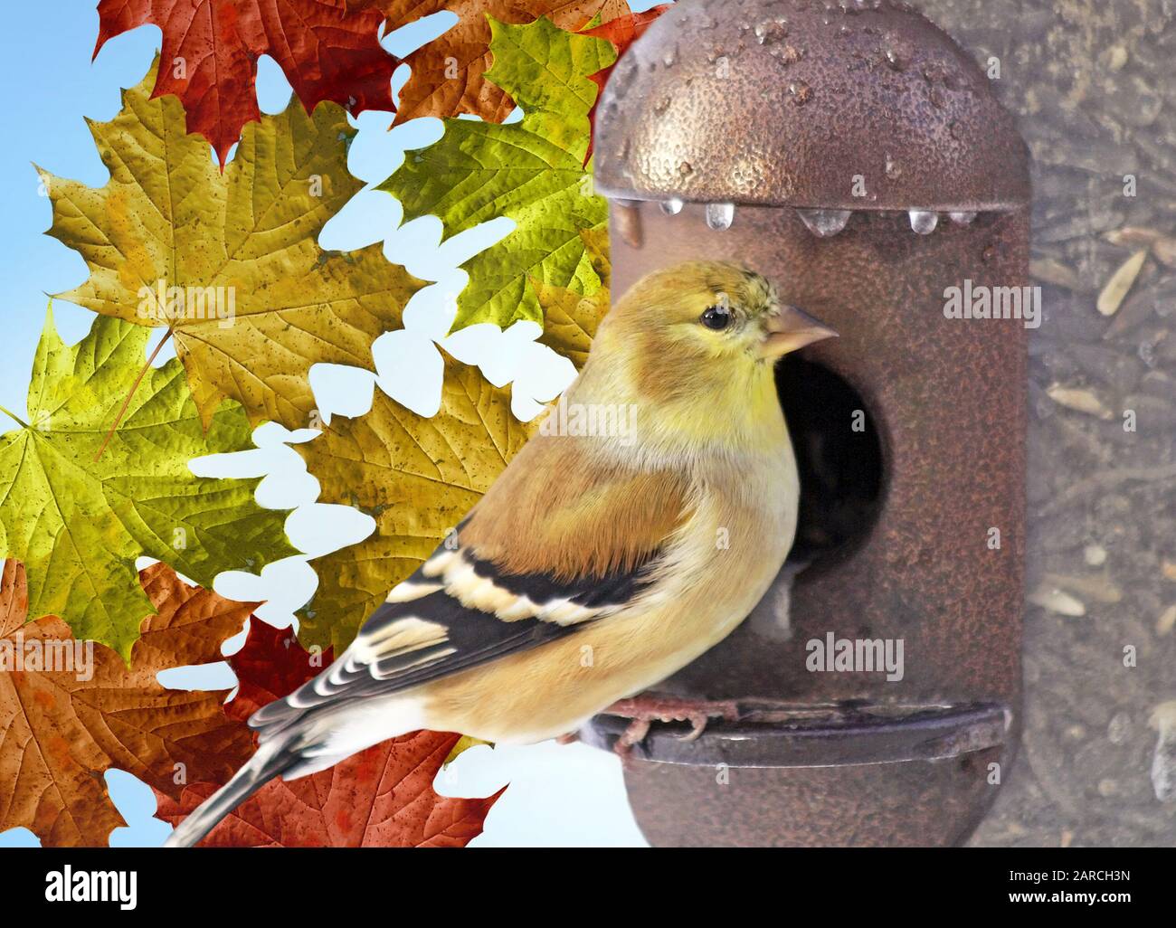 Yellow Finch perched on outdoor metal bird feeder.  Colorful autumn leaves background Stock Photo