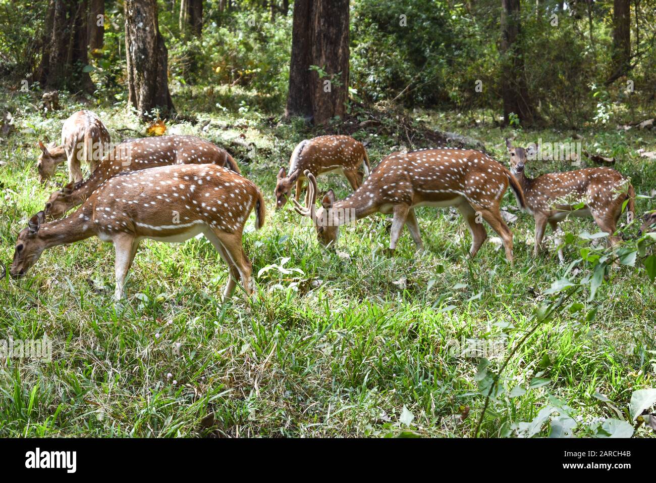 Beautiful and adorable spotted deer in a dense green forest Stock Photo