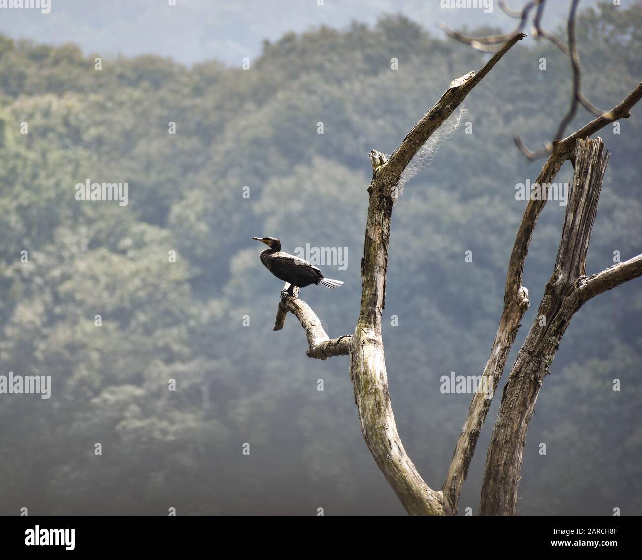 Indian pond heron in lake waters in bright sunny weather Stock Photo Alamy
