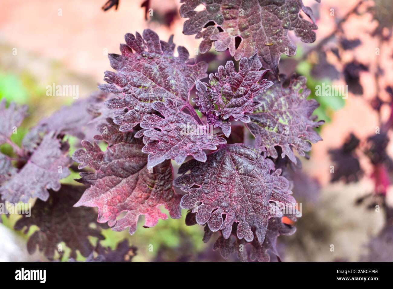 Ornamental plants hi-res stock photography and images - Alamy