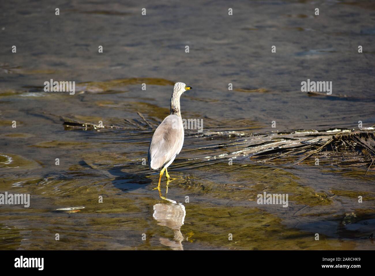 Indian pond heron in lake waters in bright sunny weather Stock Photo Alamy