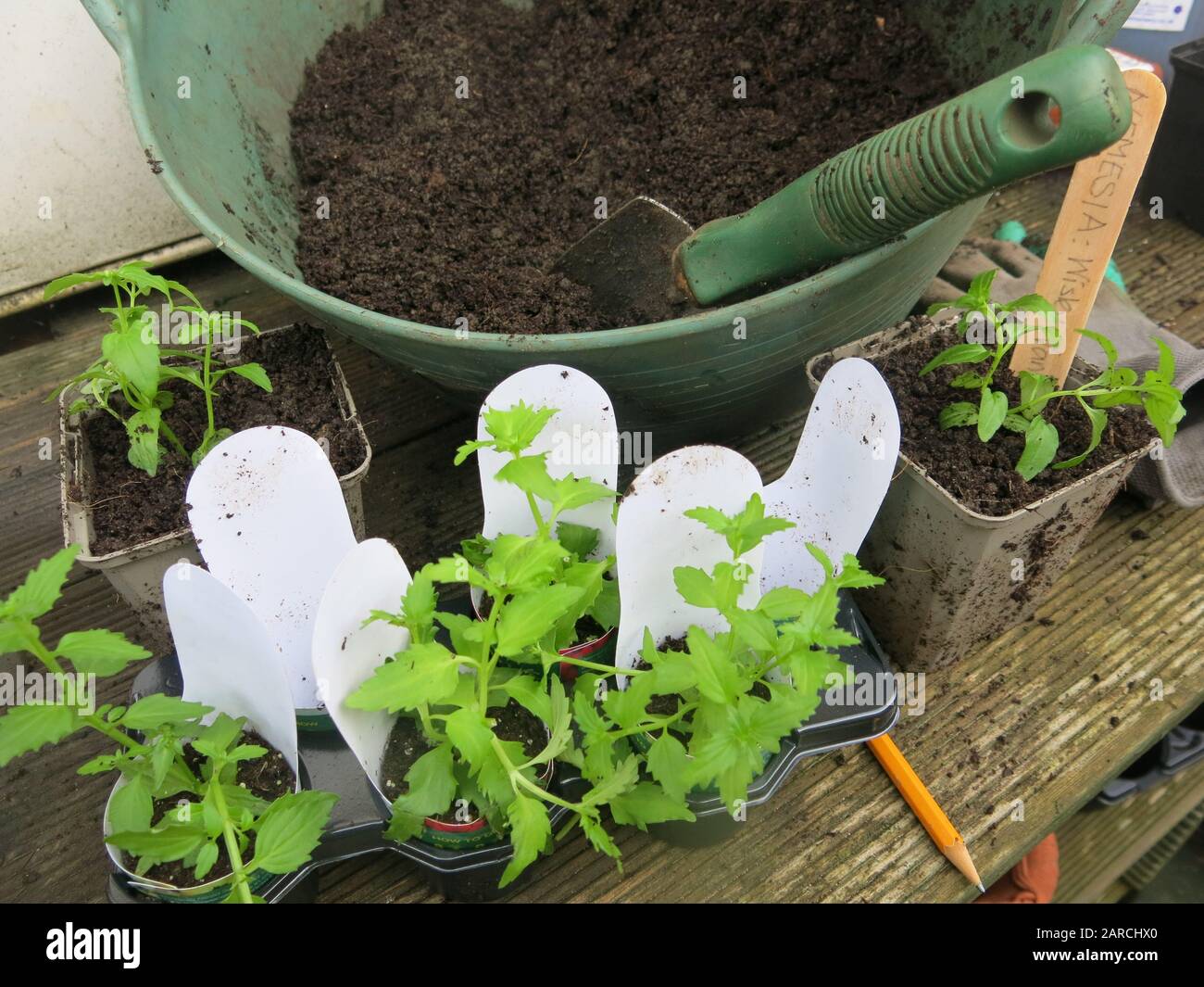Gardening activities for early Spring: potting on small plug plants from the garden centres to keep in a greenhouse until planting out after the frost. Stock Photo