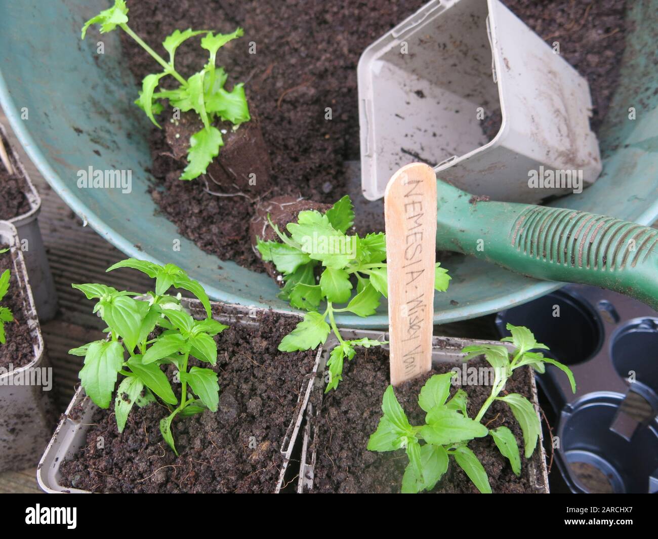 Pot up plug plant hires stock photography and images Alamy