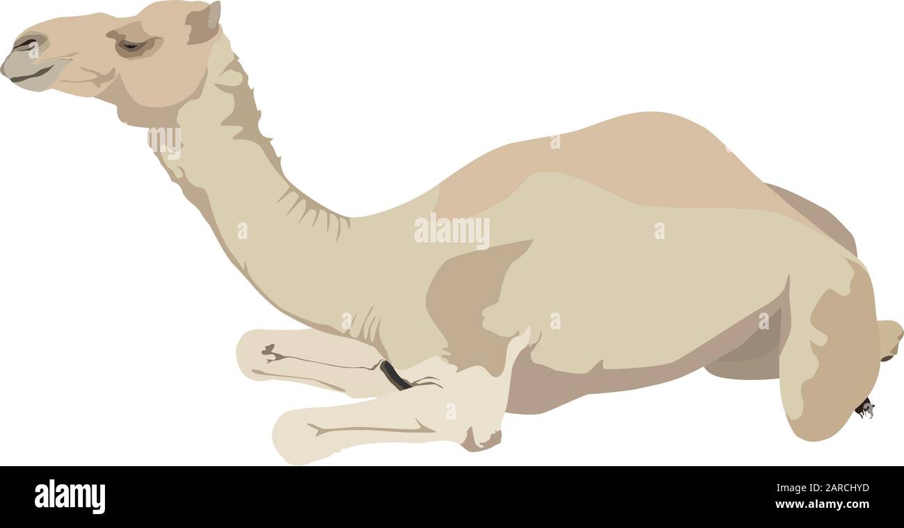 Arabian camel dromedary vector flat isolated illustration Stock Vector