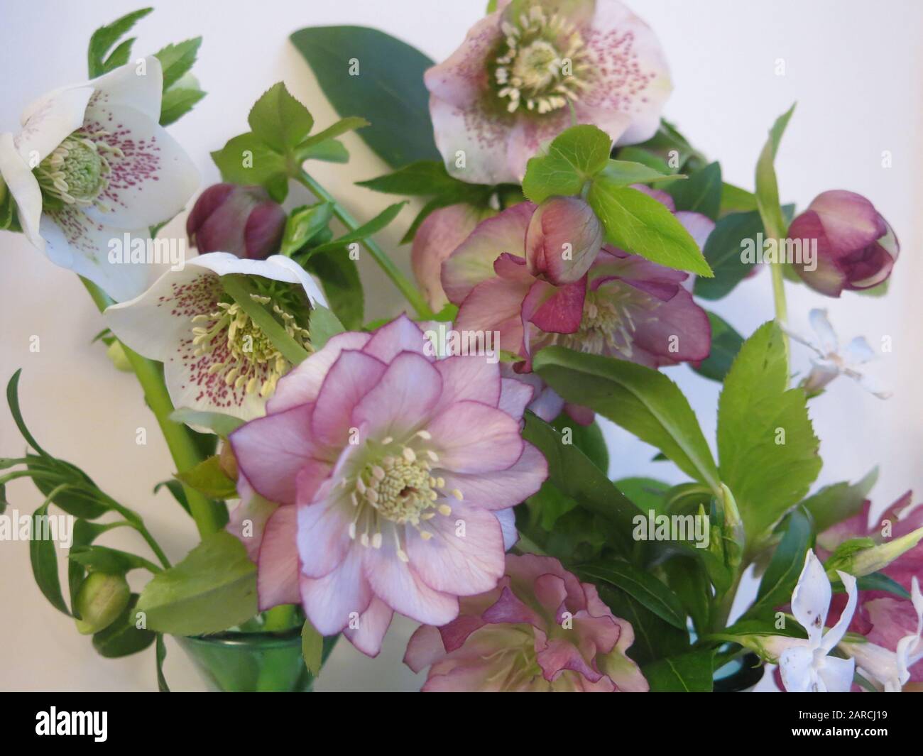 Hellebore january flowering hires stock photography and images Alamy