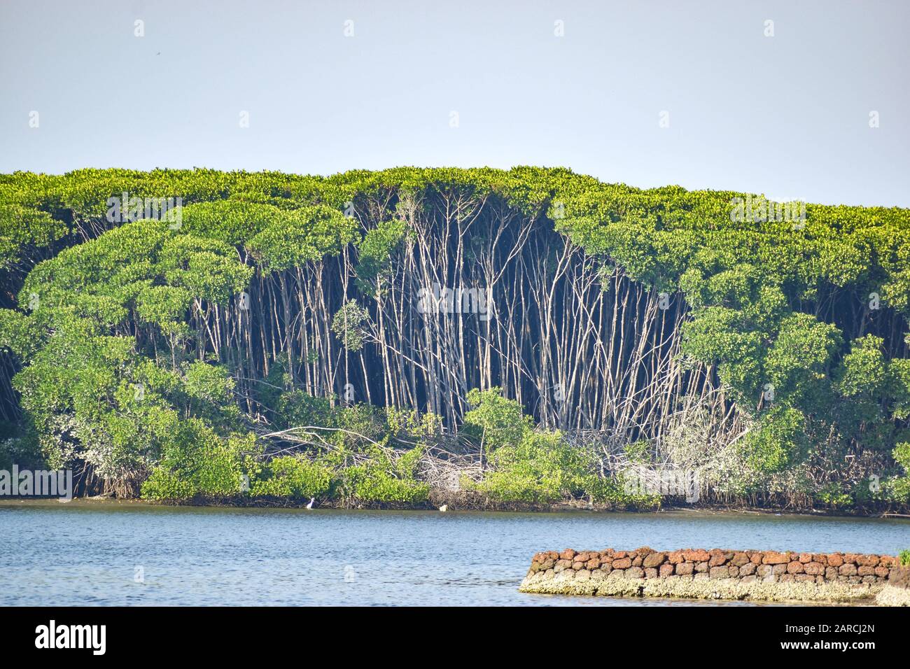 Scenic view of mangrove trees, coastal blue waters and clear blue sky Stock Photo
