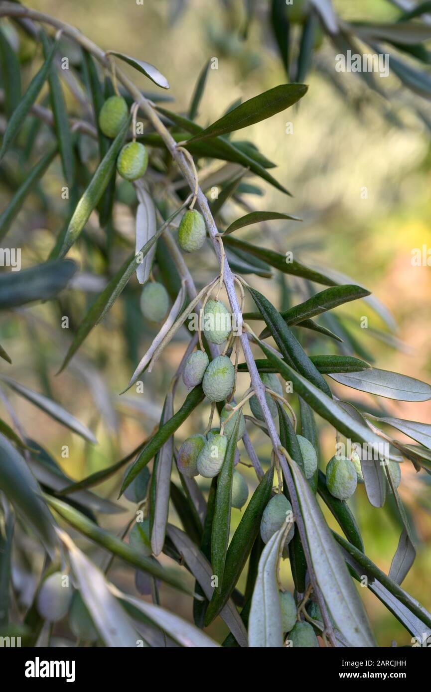Growing olive tree hires stock photography and images Alamy