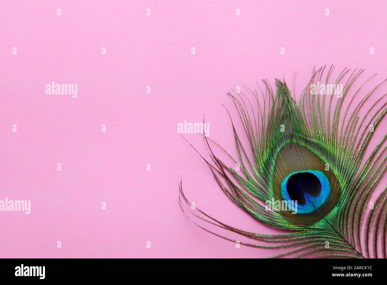 Detail of peacock feather eye on a pink background. Luxury Abstract Texture  for Peafowl wallpaper, pink blue-green color. Indian Male peafowl Stock  Photo - Alamy