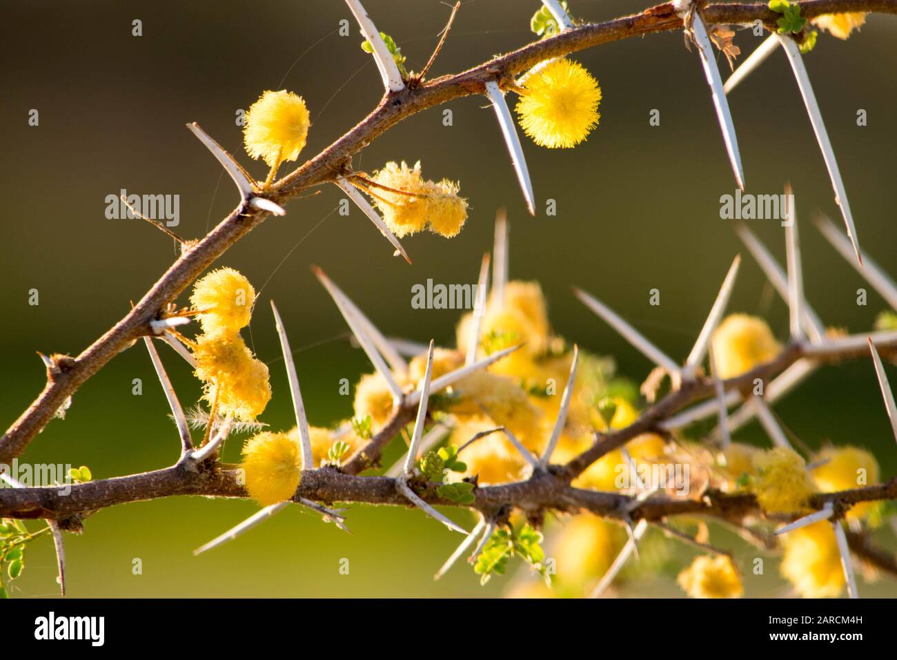 Yellow little flowers on a mandrel spotted plant during a bush safari in namibia, africa Stock Photo
