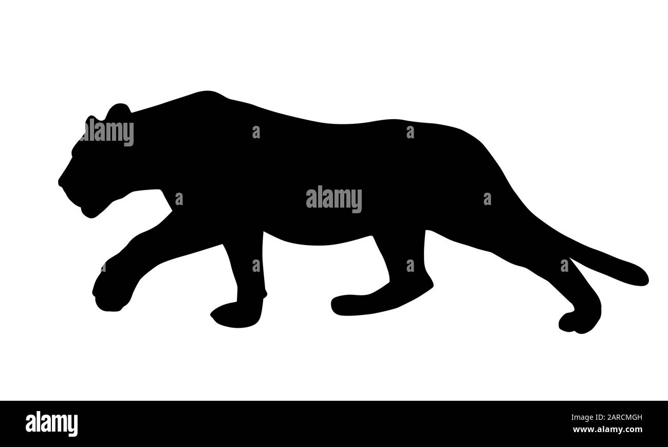 Realistic illustration of a feline, lion or panther, sneaking and hunting - vector Stock Vector